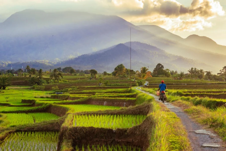 Lush green rice fields at sunset with mountains in Bengkulu, Indonesia, offering a serene natural landscape.