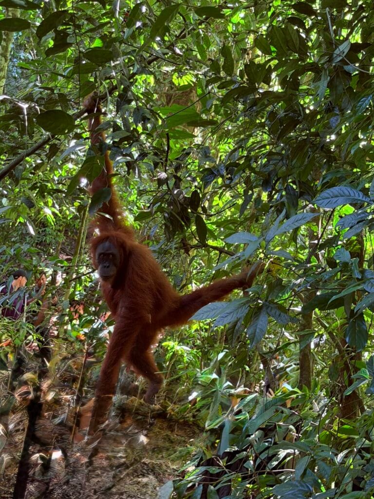 Photo Talesfromtheroadahead. Orangutan swinging in a tree in the jungle near Bukit Lawang, Sumatra