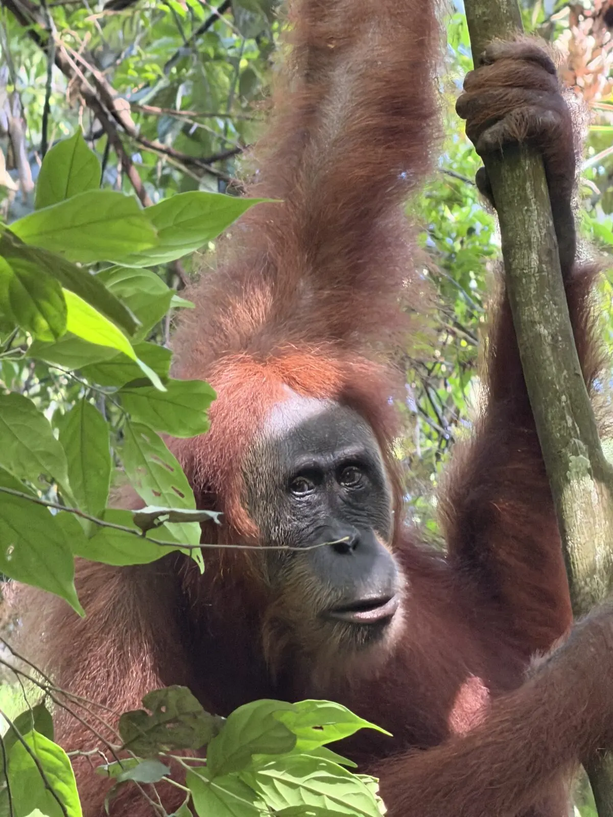 Jungle trekking in Bukit Lawang, Sumatra